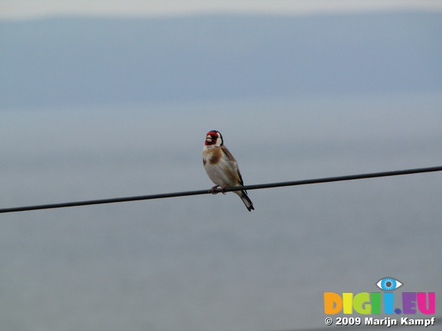 SX07579 Singing Goldfinch (Carduelis carduelis) on wire